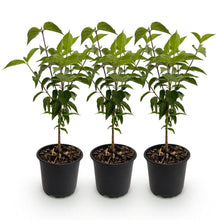 Buitenplant 3x Cornus kousa chinensis - Bloeiend - Pot Ø 12cm Hoogte ↕ 35cm