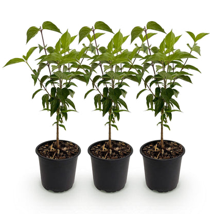 Buitenplant 3x Cornus kousa chinensis - Bloeiend - Pot Ø 12cm Hoogte ↕ 35cm
