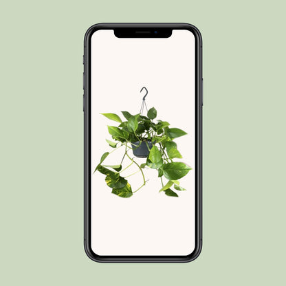 Kamerplant - Epipremnum Aureum - Pot Ø 15cm Hoogte ↕ 25cm