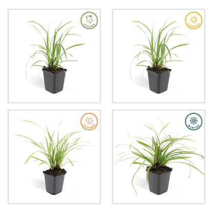 Buitenplant 24x Carex morrowii 'Ice Dance' - Groenblijvend - Pot Ø 9cm Hoogte ↕ 10-25cm