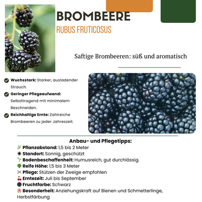 Buitenplant - Zoete oogst trio BIO Fruitplanten mix - Set van 3 soorten