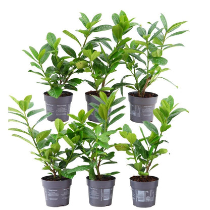 Buitenplant 6x Prunus laurocerasus 'Novita' - Winterhard - Haagplant groenblijvend