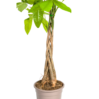 Kamerplant - Pachira Aquatica - Pot Ø 19cm Hoogte ↕ 70-90cm
