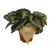 Kamerplant - Begonia Rex Bostella - Pot Ø 12cm Hoogte ↕ 25cm