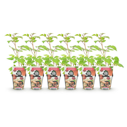 Buitenplant 6x Rubus phoenicolasius - Japanse Wijnbes - Winterhard - Pot Ø 9cm Hoogte ↕ 10-25cm
