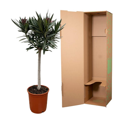 Buitenplant - Nerium Oleander op stam - Roze bloem - Pot Ø 22cm Hoogte ↕ 90cm