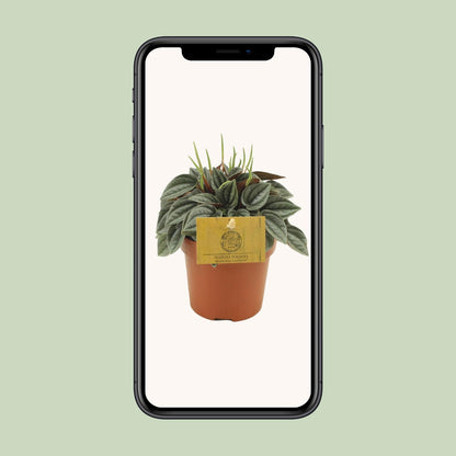 Kamerplant - Peperomia Napoli Nights - Pot Ø 10,5cm Hoogte ↕ 15cm