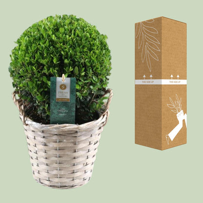 Buitenplant - Ilex Crenata 'Jenny' Ball - Winterhard - Pot Ø 17cm Hoogte ↕ 40cm