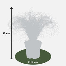 Buitenplant 3x Carex comans 'Frosted Curls' - Pot Ø 14cm Hoogte ↕ 25cm