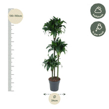 Kamerplant - Dracaena Tatuade - Pot Ø 24cm Hoogte ↕ 140cm