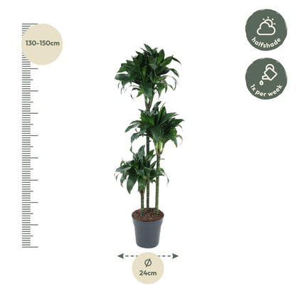Kamerplant - Dracaena Tatuade - Pot Ø 24cm Hoogte ↕ 140cm