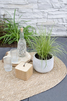 Buitenplant 3x Carex brunnea 'Variegata' - Pot Ø 14cm Hoogte ↕ 30cm