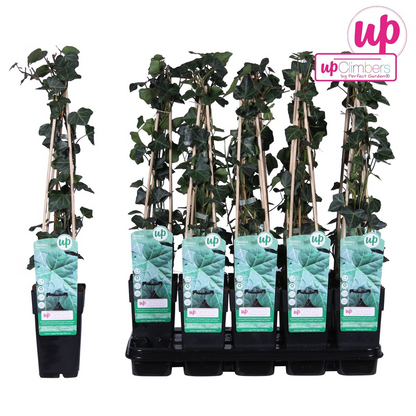 Buitenplant - Hedera hibernica - Klimplant - Pot Ø 15cm Hoogte ↕ 65cm