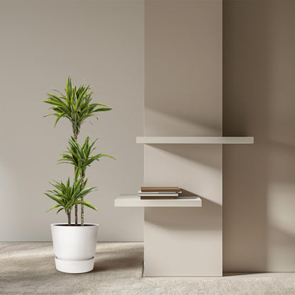 XL kamerplant - Dracaena Lemon Lime - Pot Ø 24cm Hoogte ↕ 130cm