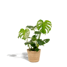 Kamerplant - Monstera Deliciosa - Inclusief siermand - Pot Ø 21cm Hoogte ↕ 80cm