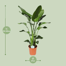 XL plant - Strelitzia Nicolai - Pot Ø 27cm Hoogte ↕ 140cm