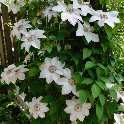 Buitenplant 2x Clematis Miss Bateman - Klimplant - Bloeiend - Pot Ø 11cm Hoogte ↕ 40cm