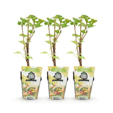 Buitenplant 3x Ribes rubrum 'Witte Hollander' - Winterhard - Pot Ø 9cm Hoogte ↕ nvt