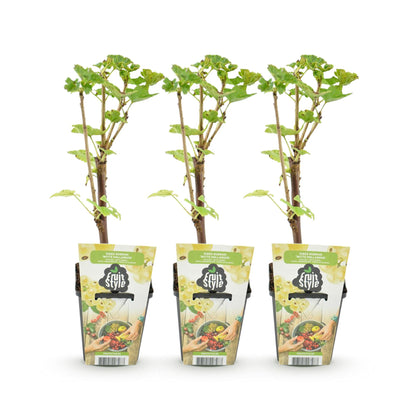 Buitenplant 3x Ribes rubrum 'Witte Hollander' - Winterhard - Pot Ø 9cm Hoogte ↕ nvt