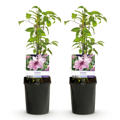 Buitenplant 2x Clematis Pink Fantasy - Bloeiend - Pot Ø 11cm Hoogte ↕ 40cm