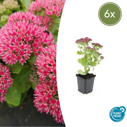 Buitenplant 6x Sedum 'Herbstfreude' - Pot Ø 9cm Hoogte ↕ 10-25cm