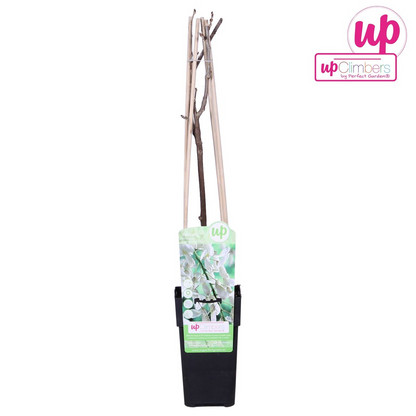 Buitenplant - Wisteria floribunda Alba - Bloeiend - Pot Ø 15cm Hoogte ↕ 65cm