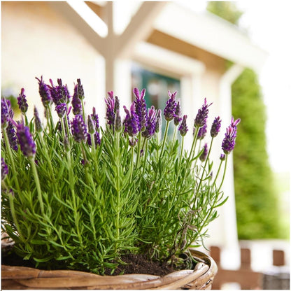 Buitenplant 24x Lavandula stoechas Anouk® - Bloeiend - Pot Ø 12cm Hoogte ↕ 25cm