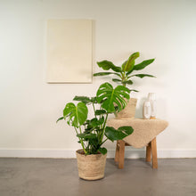 Kamerplant - Monstera Deliciosa ↕75cm + Musa Dwarf Cavendish ↕85cm - Met mand - Pot Ø 21cm