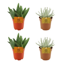 Kamerplant 4x mix - Aloe Paradisicum + Senecio Scaposus - Pot Ø 10.5cm Hoogte ↕ 10cm
