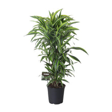 XL kamerplant - Dracaena Fragrans Lemon Lime Vertakt - Pot Ø 27cm Hoogte ↕ 120cm