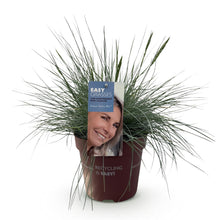 Buitenplant - Festuca glauca 'Intense Blue' - Winterhard - Pot Ø 17cm Hoogte ↕ 50cm