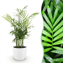 Kamerplant - Chamaedorea elegans - Goudpalm - Pot Ø 12cm Hoogte ↕ 15cm