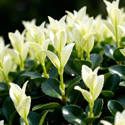 Buitenplant 8x Euonymus japonica 'Paloma Blanca' - Haagplant - Pot Ø 9cm Hoogte ↕ 30-35cm