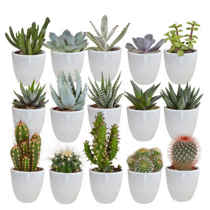 Kamerplant 15x Cactus en vetplanten mix - in witte pot - Pot Ø 5,5cm