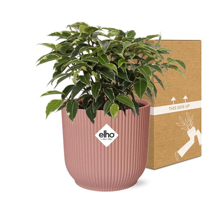 Kamerplant - Ficus Benjamina Kinky - Pot Ø 14cm
