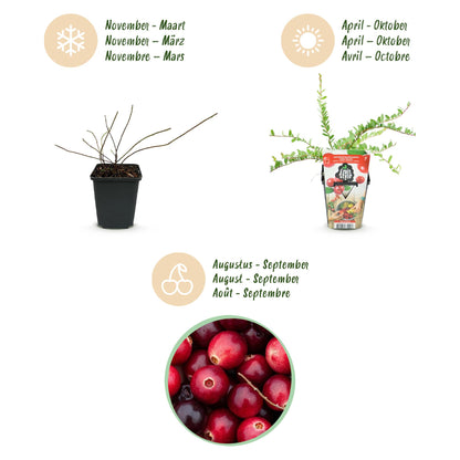 Buitenplant 6x Vaccinium macrophylla 'Early Black' - Winterhard - Pot Ø 9cm Hoogte ↕ 15cm