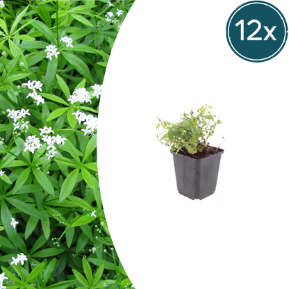 Buitenplant 12x Galium odoratum - Pot Ø 9cm Hoogte ↕ 10-25cm