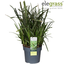 Buitenplant - Carex Morrowii Ice Dance - Pot Ø 19cm Hoogte ↕ 45cm