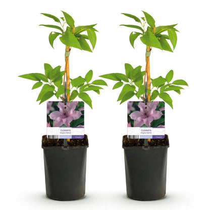 Buitenplant 2x Clematis Hagley Hybrid - Bloeiend - Pot Ø 11cm Hoogte ↕ 40cm