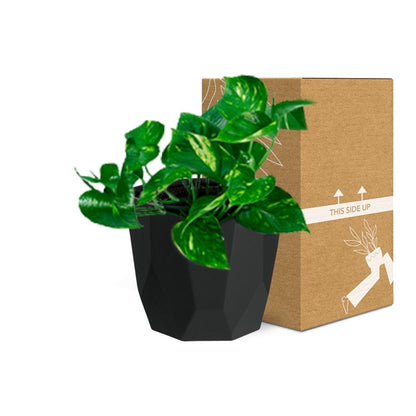 Kamerplant - Epipremnum Pinnatum 'Aureum' - Pot Ø 14cm