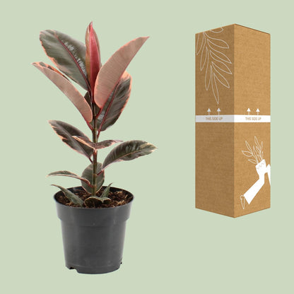 Kamerplant - Ficus Elastica Belize - Pot Ø 17cm Hoogte ↕ 55cm