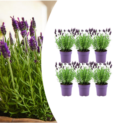 Buitenplant 6x Lavandula stoechas Anouk® - Bloeiend - Pot Ø 12cm Hoogte ↕ 25-40cm