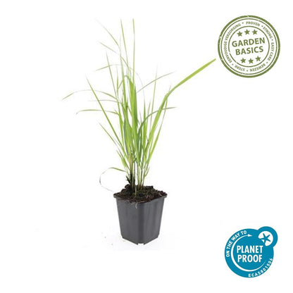 Buitenplant 12x Calamagrostis acut. 'Karl Foerster' - Pot Ø 9cm Hoogte ↕ 10-25cm
