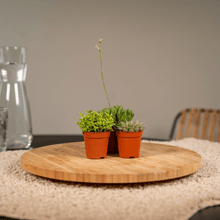 Kamerplant 10x Succulenten Mix - Pot Ø 5,5cm Hoogte ↕ 7cm