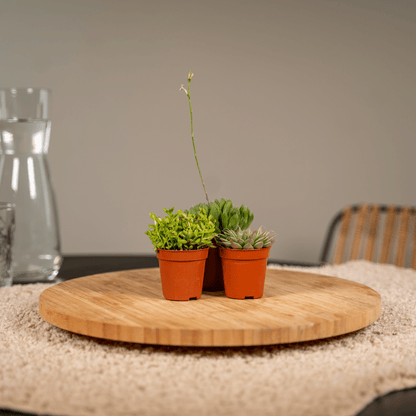 Kamerplant 10x Succulenten Mix - Pot Ø 5,5cm Hoogte ↕ 7cm