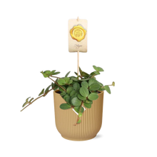 Kamerplant - Peperomia 'Hope' - Pot Ø 14cm Hoogte ↕ 15cm