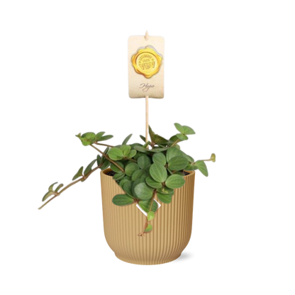 Kamerplant - Peperomia 'Hope' - Pot Ø 14cm Hoogte ↕ 15cm