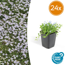 Buitenplant 24x Isotoma fluviatilis - Bloeiend - Pot Ø 9cm Hoogte ↕ 10-25cm