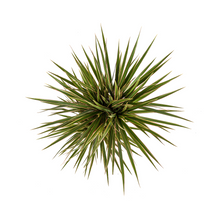 Kamerplant - Dracaena Marginata Bicolor - Pot Ø 17cm Hoogte ↕ 50-70cm