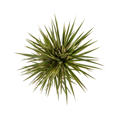 Kamerplant - Dracaena Marginata Bicolor - Pot Ø 17cm Hoogte ↕ 50-70cm